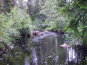 Piehinginjoen latvoilta